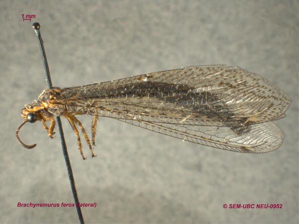 Photo of Brachynemurus ferox by Spencer Entomological Museum